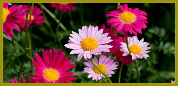 Pyrethrum